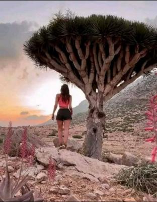   -       ""   ̡    " "        